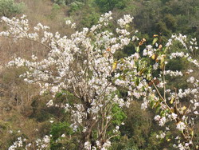 山花爛漫