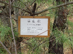 云南華山松