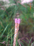 馬尾松雌花