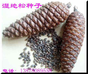 濕地松種子供應