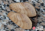 思茅松飛蛾產卵眾多