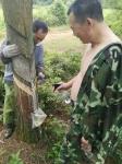 火炬松采脂實驗